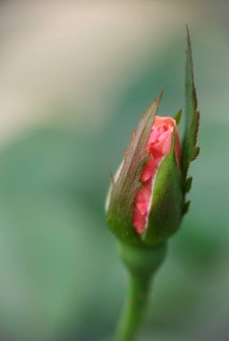 Ev bahçesindeki şeftali çiçeğine yakın plan.