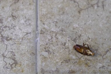 Seçici odak, yerde yatan ölü hamamböceğinin yakın plan fotoğrafı.