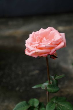 Ev bahçesinde şeftali gülünün yakın çekimi