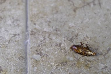 Seçici odak, yerde yatan ölü hamamböceğinin yakın plan fotoğrafı.