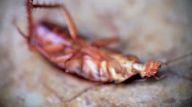 Seçici odaklanma, ölen hamamböceğinin yakın çekimi neredeyse ölüyordu çünkü böcek kovucu püskürtülmüştü ve ağzı yeşil sıvı yayıyordu.