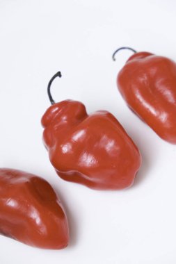 Cabe Gendot ya da Dieng Chili Habanero 'nun seçmeli odağı, Endonezya' nın popüler biberi.