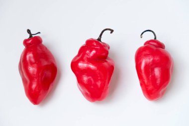 Cabe Gendot ya da Dieng Chili Habanero 'nun seçmeli odağı, Endonezya' nın popüler biberi.