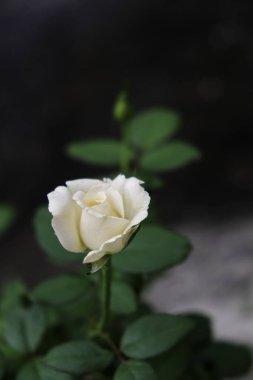 Ev bahçesindeki beyaz gül çiçeğinin yakın çekimi.