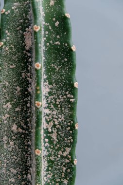 Seçici odak, Aspidiotus yok ediciye yakın çekim veya kaktüs bitkisine kutu balok