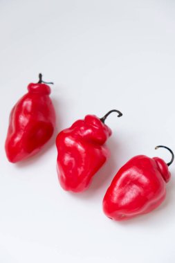 Cabe Gendot ya da Dieng Chili Habanero 'nun seçmeli odağı, Endonezya' nın popüler biberi.