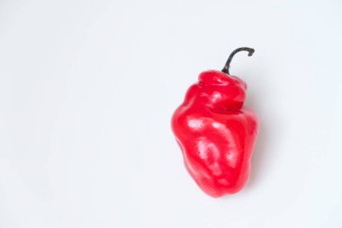 Cabe Gendot ya da Dieng Chili Habanero 'nun seçmeli odağı, Endonezya' nın popüler biberi.