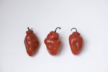 Cabe Gendot ya da Dieng Chili Habanero 'nun seçmeli odağı, Endonezya' nın popüler biberi.
