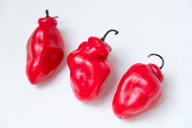 Cabe Gendot ya da Dieng Chili Habanero 'nun seçmeli odağı, Endonezya' nın popüler biberi.