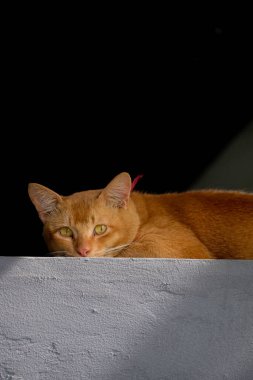 Evdeki sevimli turuncu kedi portresi.