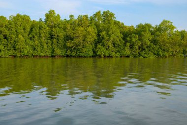 Rupat Adası, Riau 'daki Mangrove Ormanı