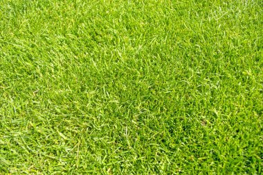 Taze kesilmiş çimenli, bakımlı yeşil çimlerin yakın çekimi. Sağlıklı, canlı yeşil çim bir arka bahçede ya da yaz boyunca arazi düzenlemesi. Bahçe bakımı ve bahçe işleri için ideal..