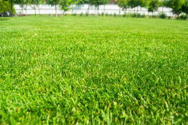 Yazın taze biçilmiş yeşil çimlerin yakın çekimi, arka planda bulanık bir meyve bahçesi. Doğal güneş ışığı altında parlak yeşil çim, doğa ya da bahçıvanlık için ideal..