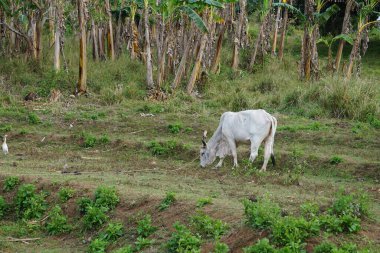 Cow grazing in a tropical jungle among tall palms, wildlife, natural environment, exotic landscape, lush vegetation, farm animal in the wild.