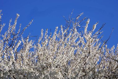 Bahar çayırında tam beyaz çiçek açan güzel meyve ağaçları, arılar ve böcekler tozlaşan çiçekler, doğal manzara, huzurlu ve cennet bahçesi manzarası.