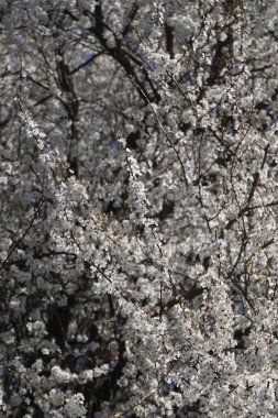 Bahar çayırında tam beyaz çiçek açan güzel meyve ağaçları, arılar ve böcekler tozlaşan çiçekler, doğal manzara, huzurlu ve cennet bahçesi manzarası.