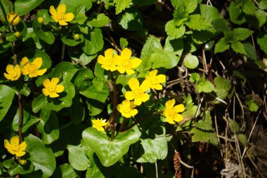 Çayırda yetişen küçük, narin çiçekler. Renkli yapraklar resmedilmeye değer bir doğal alan yaratıyor..