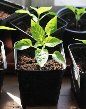 Toprakta biber bitkisi, organik tarım, doğal gübreleme, daha fazla bakım ve büyümeye hazır sebze..