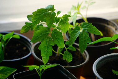 Bahçeye nakledilmeye hazır bir plastik kabın içinde domates fidesi, diğer bitkilerle çevrili, organik ev sebze yetiştirmenin bir parçası..