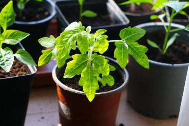 Pencere kenarında, diğer saksı bitkileriyle çevrili bir sebze ekiminin parçası olan kahverengi bir tencerede büyüyen genç domates tohumu..