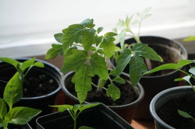 Pencere kenarındaki kahverengi plastik bir kabın içinde domates tohumu diğer saksılarla çevrili, sağlıklı ve nakledilmeye hazır..