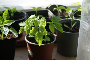 Pencere kenarında kahverengi plastik bir kabın içinde genç bir domates tohumu, sağlıklı büyüyor ve bahçeye nakledilmeye hazır..