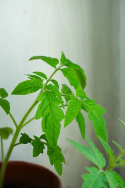 Domates tohumu, sağlıklı ve güçlü bir şekilde bahçeye nakledilmek üzere hazır. Dışarıda büyümeye hazır..