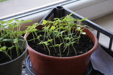 Pencere kenarındaki plastik kaplarda tohum serpmek, ev bitkisi yetiştirmek, bahar filizlenmesi, doğal ışık, küçük kapalı bahçe..