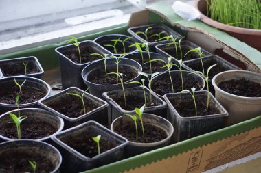 Pencere kenarındaki plastik kaplarda tohum serpmek, ev bitkisi yetiştirmek, bahar filizlenmesi, doğal ışık, küçük kapalı bahçe..