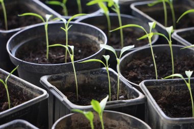 Pencere kenarındaki plastik kaplarda tohum serpmek, ev bitkisi yetiştirmek, bahar filizlenmesi, doğal ışık, küçük kapalı bahçe..