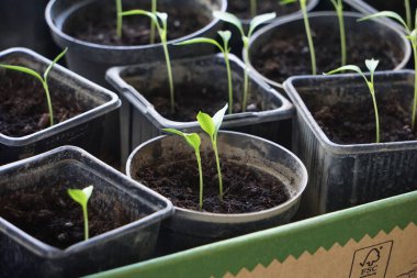 Pencere kenarındaki plastik kaplarda tohum serpmek, ev bitkisi yetiştirmek, bahar filizlenmesi, doğal ışık, küçük kapalı bahçe..