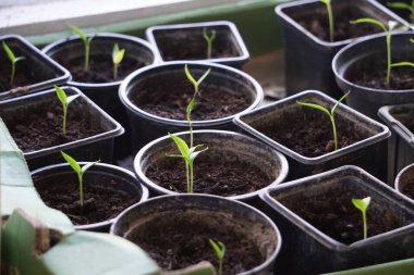 Pencere kenarındaki plastik kaplarda tohum serpmek, ev bitkisi yetiştirmek, bahar filizlenmesi, doğal ışık, küçük kapalı bahçe..
