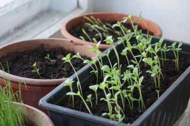 Pencere kenarındaki plastik kaplarda tohum serpmek, ev bitkisi yetiştirmek, bahar filizlenmesi, doğal ışık, küçük kapalı bahçe..