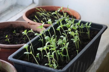 Pencere kenarındaki plastik kaplarda tohum serpmek, ev bitkisi yetiştirmek, bahar filizlenmesi, doğal ışık, küçük kapalı bahçe..