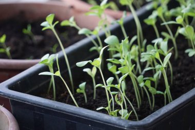 Pencere kenarındaki plastik kaplarda tohum serpmek, ev bitkisi yetiştirmek, bahar filizlenmesi, doğal ışık, küçük kapalı bahçe..