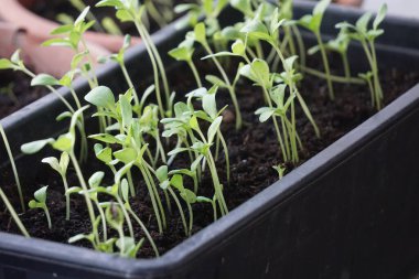 Pencere kenarındaki plastik kaplarda tohum serpmek, ev bitkisi yetiştirmek, bahar filizlenmesi, doğal ışık, küçük kapalı bahçe..
