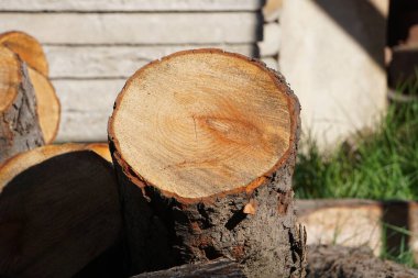 Düzgün dizilmiş odun kesimi, sağlam ve sağlıklı tahta parçalarının kullanılmaya hazır olduğunu gösteriyor. Tahtanın dokusu ve kalitesi açıkça görülüyor..