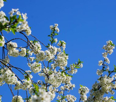 Bahar çayırında tam beyaz çiçek açan güzel meyve ağaçları, arılar ve böcekler tozlaşan çiçekler, doğal manzara, huzurlu ve cennet bahçesi manzarası.