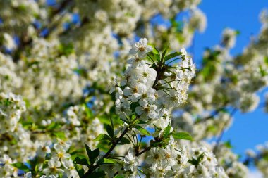 Bahar çayırında tam beyaz çiçek açan güzel meyve ağaçları, arılar ve böcekler tozlaşan çiçekler, doğal manzara, huzurlu ve cennet bahçesi manzarası.