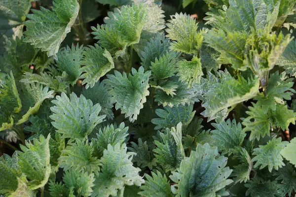 Çiçek açan yabani bitkiler - yapraklı yeşillik ve çeşitli bitkiler sakin bir alan yaratarak, doğanın çeşitliliğini ve ekosistemlerin zenginliğini ön plana çıkarıyor..