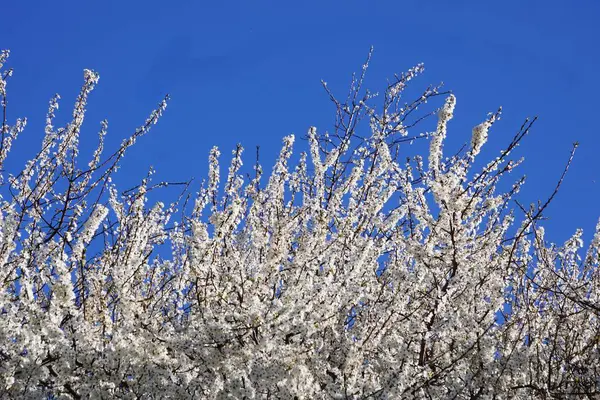 Bahar çayırında tam beyaz çiçek açan güzel meyve ağaçları, arılar ve böcekler tozlaşan çiçekler, doğal manzara, huzurlu ve cennet bahçesi manzarası.