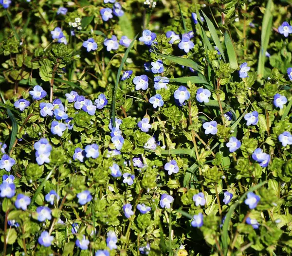 Çayırda yetişen küçük, narin çiçekler. Renkli yapraklar resmedilmeye değer bir doğal alan yaratıyor..