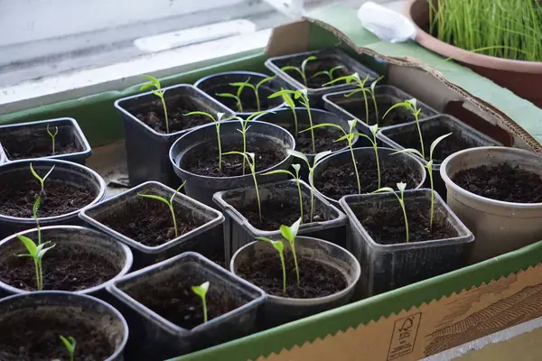 Pencere kenarındaki plastik kaplarda tohum serpmek, ev bitkisi yetiştirmek, bahar filizlenmesi, doğal ışık, küçük kapalı bahçe..
