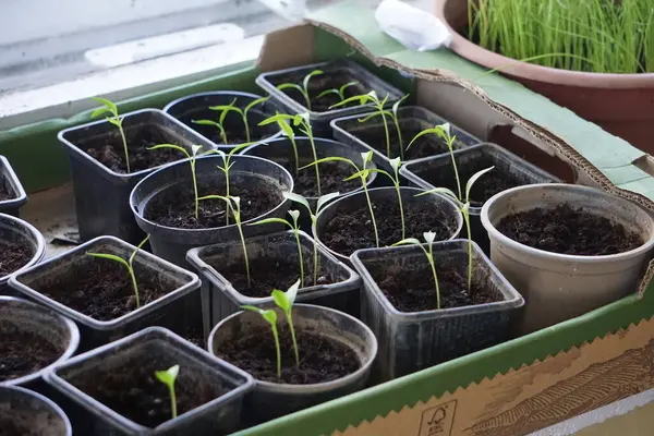 Pencere kenarındaki plastik kaplarda tohum serpmek, ev bitkisi yetiştirmek, bahar filizlenmesi, doğal ışık, küçük kapalı bahçe..