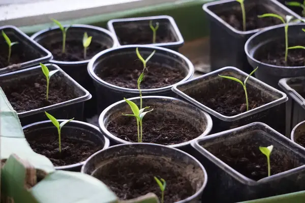 Pencere kenarındaki plastik kaplarda tohum serpmek, ev bitkisi yetiştirmek, bahar filizlenmesi, doğal ışık, küçük kapalı bahçe..