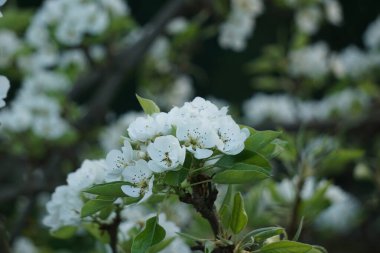 Bahar çayırında tam beyaz çiçek açan güzel meyve ağaçları, arılar ve böcekler tozlaşan çiçekler, doğal manzara, huzurlu ve cennet bahçesi manzarası.