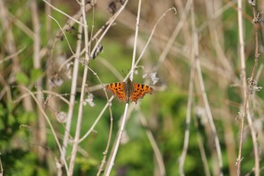 Tavuskuşu kelebeği, yaz güneşi altında çiçeklerin üzerinde süzülen kanatlarını açar. Güneşli bir bahçede canlı canlı bir kelebek.