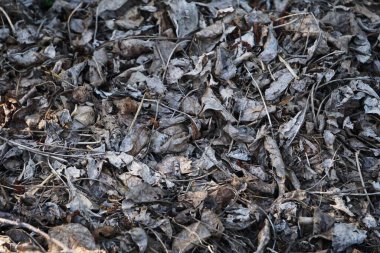 Yerde kurumuş yaprak yığını var. Büyük miktarda kuru yaprak doğal bir sonbahar sahnesi yaratır..