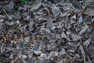 Yerde kurumuş yaprak yığını var. Büyük miktarda kuru yaprak doğal bir sonbahar sahnesi yaratır..