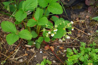 Çiçekli çilek tohumu, beyaz çiçekler ve yeşil yapraklar, daha fazla büyüme ve meyve üretimine hazır..